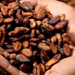 tipi di massa di cacao